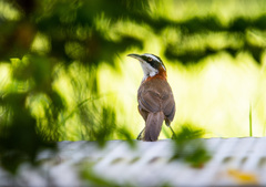 Pomatorhinus musicus