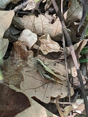 Gomphocerippus rufus