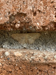 Cosymbiini