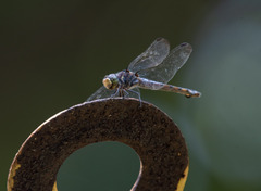 Potamarcha congener