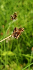 Carex illota
