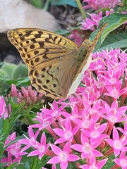 Argynnis pandora