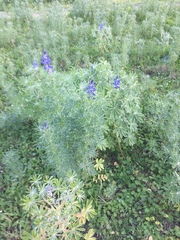 Lupinus angustifolius
