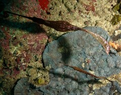 Solenostomus cyanopterus