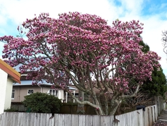 Magnolia × soulangeana