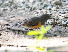 Copsychus malabaricus