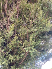 Prumnopitys ferruginea