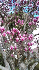 Magnolia × soulangeana