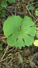 Sanguinaria canadensis
