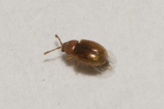 Atomaria