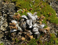 Anisotome lanuginosa