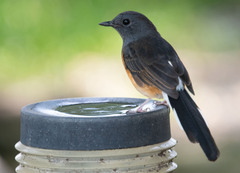 Copsychus malabaricus