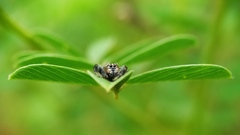 Thyene imperialis