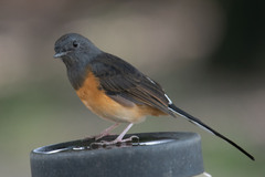 Copsychus malabaricus