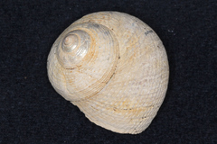 Maurea punctulata