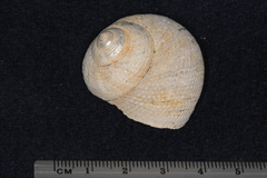 Maurea punctulata
