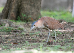 Gorsachius melanolophus