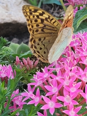 Argynnis pandora