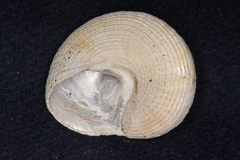 Maurea punctulata