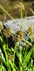 Carex illota