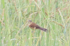 Acrocephalus tangorum