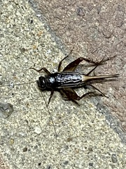 Eunemobius carolinus