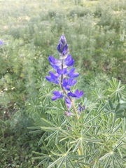 Lupinus angustifolius