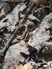 Gomphocerippus rufus