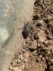 Carabus violaceus