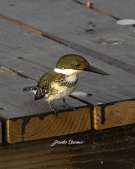 Chloroceryle americana