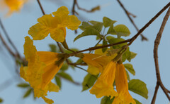 Handroanthus umbellatus