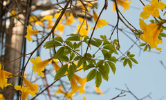 Handroanthus umbellatus