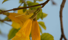 Handroanthus umbellatus