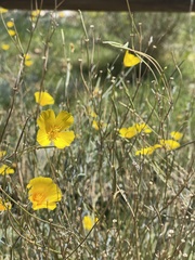 Eschscholzia