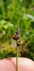 Carex raynoldsii