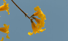 Handroanthus umbellatus