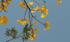 Handroanthus umbellatus