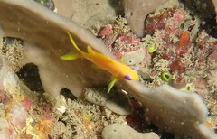 Pseudanthias squamipinnis