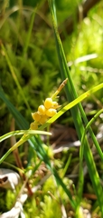 Carex aurea