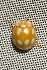Calvia decemguttata