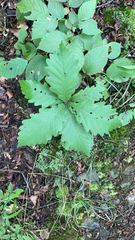 Quercus montana