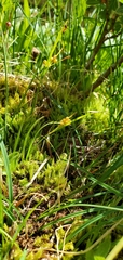 Carex aurea