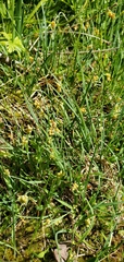 Carex aurea