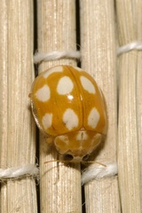 Calvia decemguttata