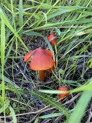 Hygrocybe punicea