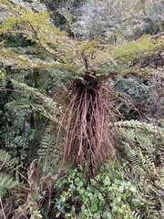 Cyathea smithii