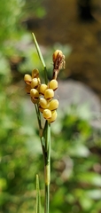 Carex aurea