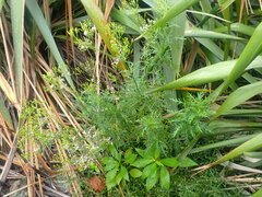 Senecio bipinnatisectus