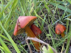 Hygrocybe punicea