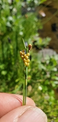 Carex aurea
